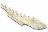 Fossil Mosasaur (Platecarpus) Jaw Section with Teeth - Morocco #345265-5